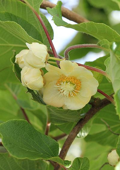 Actinidiaceae Kiwifruit and Chinese Gooseberry Family Tree and Shrub Images