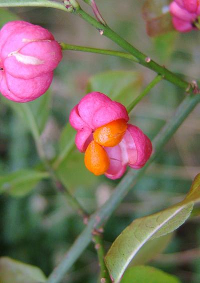 Celastraceae Spindle Family