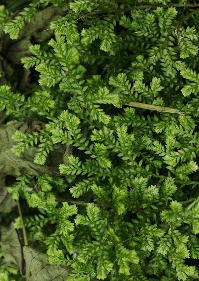Selaginella kraussiana Mossy Clubmoss
