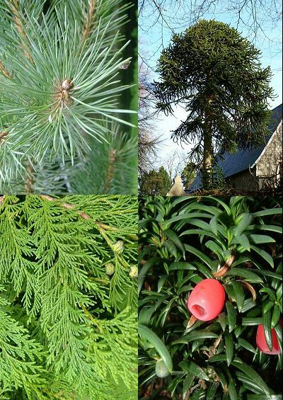 arborescent flora woody plant families image index
