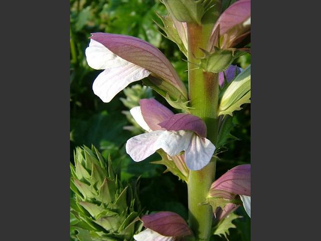 Acanthus spinosus Spiny Bears breech Acanthaceae Images