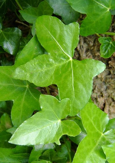 Araliaceae Ivy Family