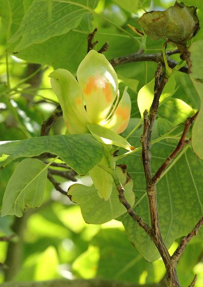 Magnoliaceae Magnolia Family