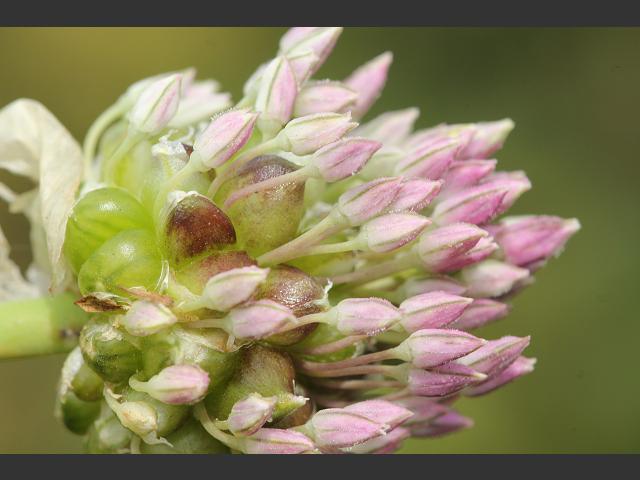Allium ampeloprasum var babingtonii Wild Leek Alliaceae Images
