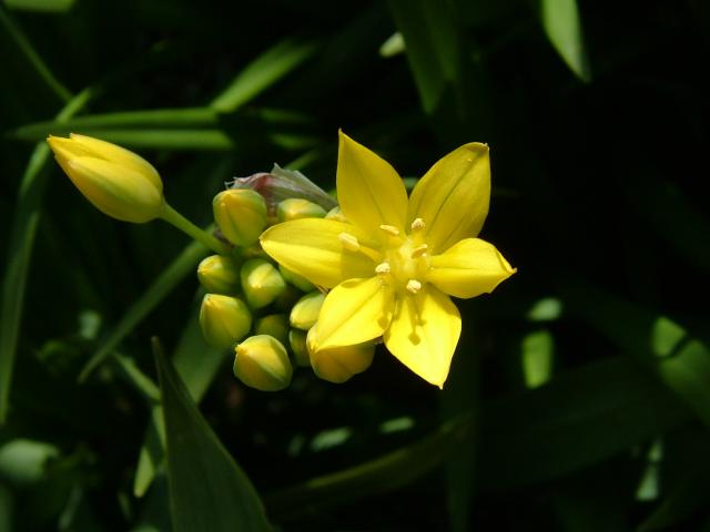 Allium moly Yellow Garlic Alliaceae Images