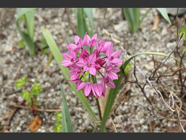 Allium oreophilum Pink Lily Leek Alliaceae Images