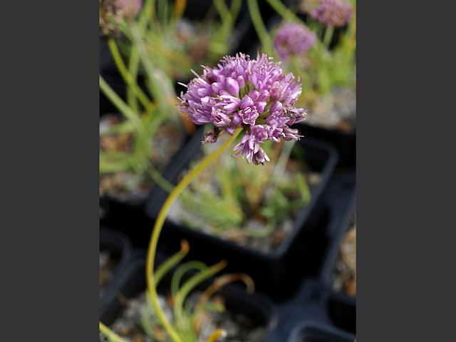 Allium senescens subspecies montanum German Garlic Alliaceae Images