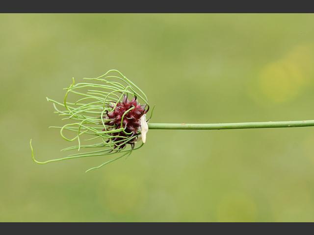 Allium vineale Wild Onion or Crow Garlic Alliaceae Images