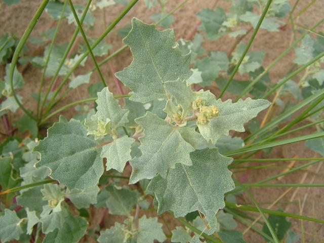 Atriplex laciniata Frosted Orache Amaranthaceae Images
