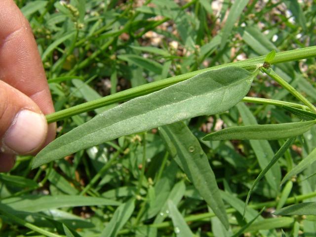 Atriplex littoralis Grass-leaved Orache Amaranthaceae Images