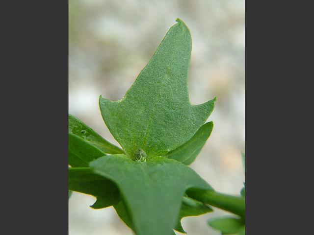 Atriplex patula Common Orache Amaranthaceae Images