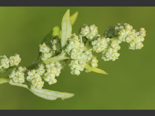 Chenopodium album Fat Hen Amaranthaceae Images