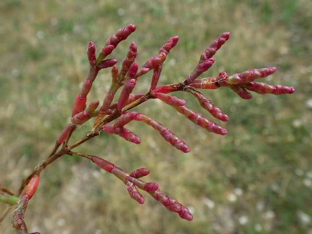 Salicornia ramosissima Purple Glasswort Amaranthaceae Images