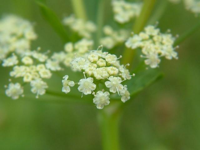 Apium graveolens Wild Celery Apiaceae Images