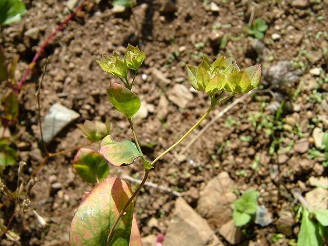 Bupleurum rotundifolium Thorow wax Apiaceae Images