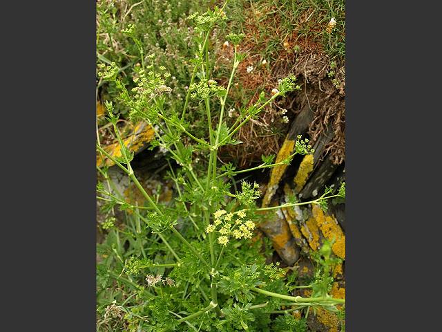 Petroselinum crispum Garden Parsley Apiaceae Images