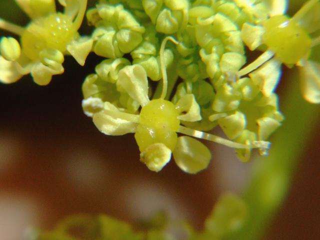Smyrnium olusatrum Alexanders Apiaceae Images
