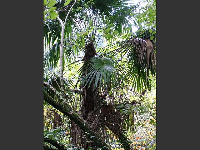 Trachycarpus fortunei Chusan Palm Arecaceae Images