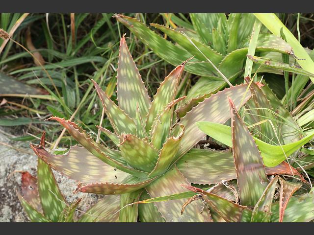 Aloe maculata Soap Zebra or African Aloe Asphodeloideae Images