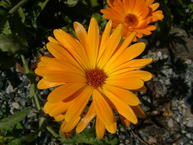 Calendula officinalis Pot Marigold Asteraceae Images