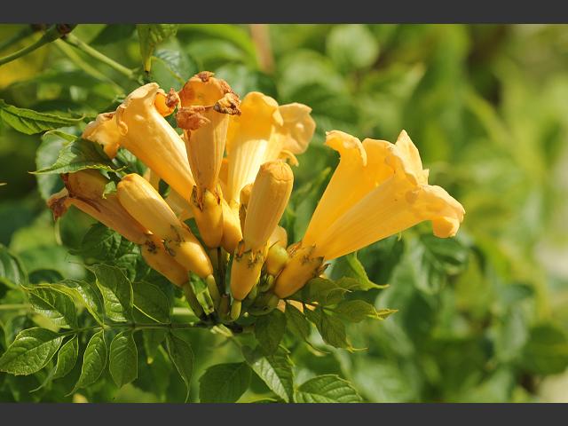 Campsis radicans American Trumpet Vine Bignoniaceae Images
