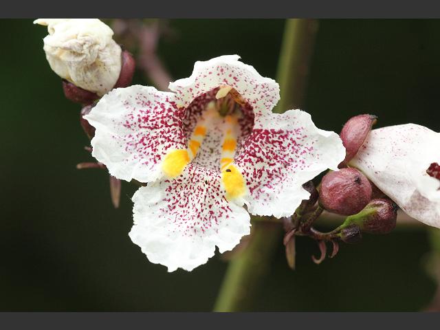 Catalpa x erubescens Hybrid Indian Bean Tree Bignoniaceae Images