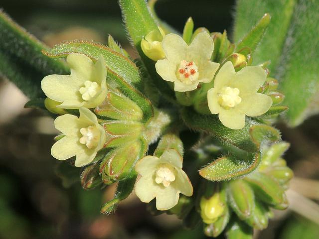 Anchusa ochroleuca Yellow Alkanet Boraginaceae Images