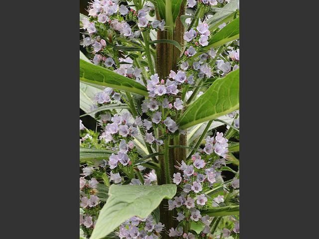 Echium pininana Giant Vipers Bugloss Boraginaceae Images