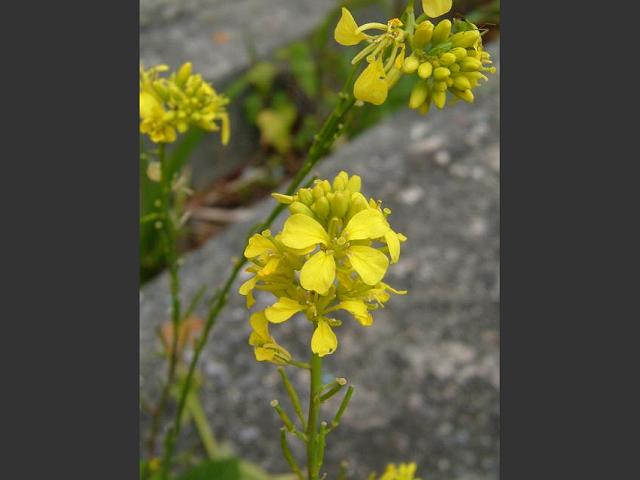 Brassica nigra Black Mustard Brassicaceae Images