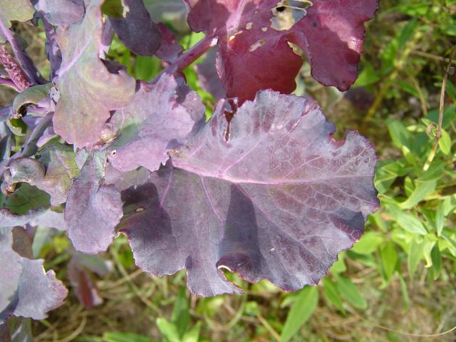 Brassica oleracea var viridis Red Russian Kale Brassicaceae Images