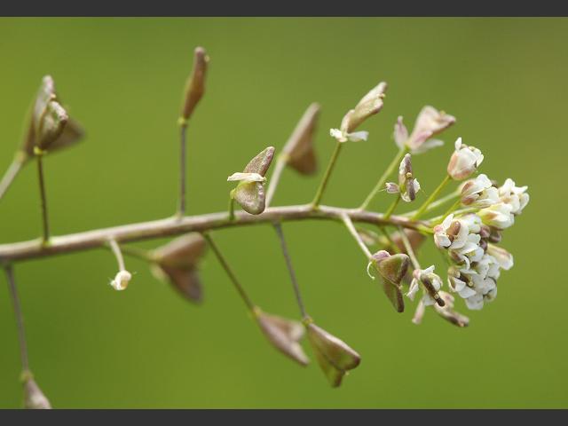 Capsella bursa-pastoris Shepherds Purse Brassicaceae Images