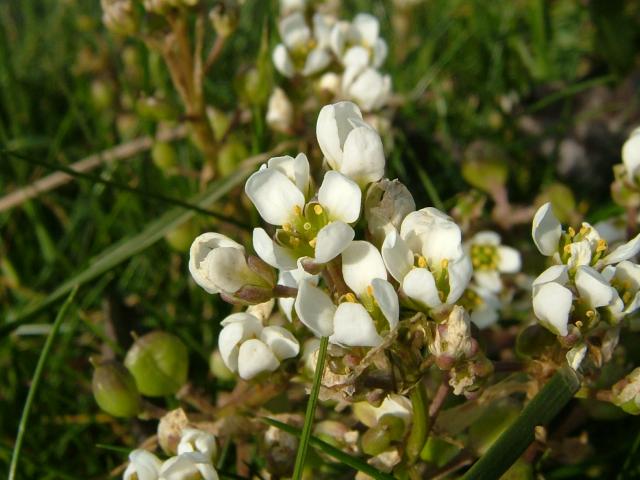 Cochlearia anglica English Scurvygrass Brassicaceae Images