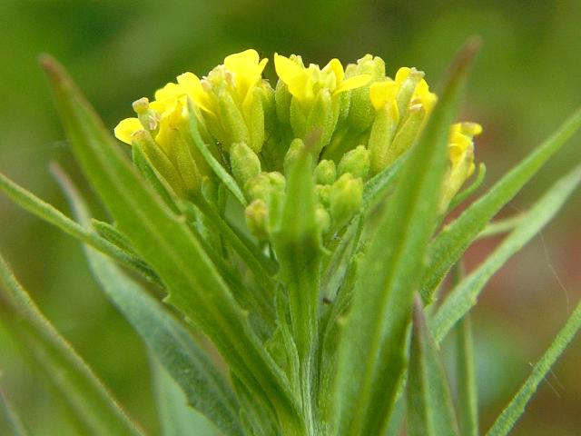 Erysimum cheiranthoides Treacle Mustard Brassicaceae Images