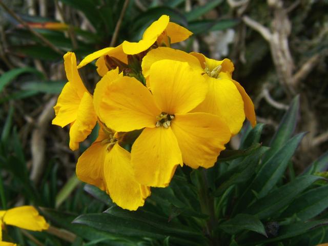Erysimum cheiri Wallflower Brassicaceae Images