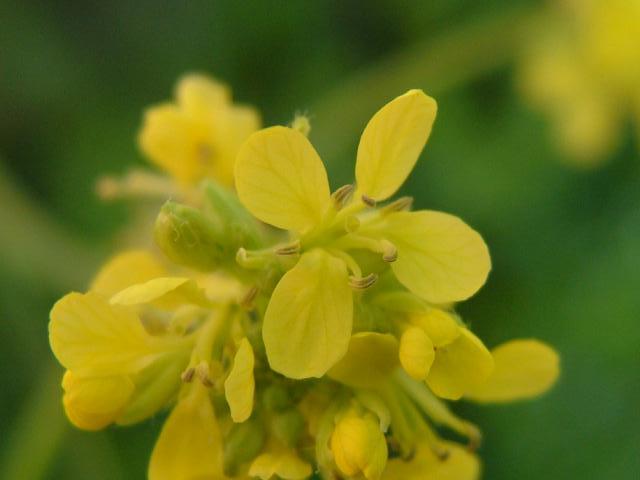 Hirschfeldia incana Hoary Mustard Brassicaceae Images