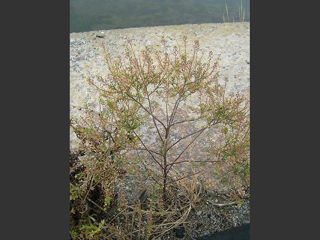 Lepidium ruderale Narrow leaved Pepperwort Brassicaceae Images