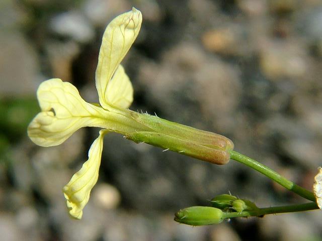Raphanus raphanistrum Wild Radish Brassicaceae Images