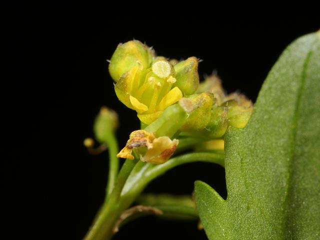 Rorippa palustris Marsh Yellow cress Brassicaceae Images
