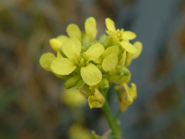 Sinapis arvensis Charlock Brassicaceae Images