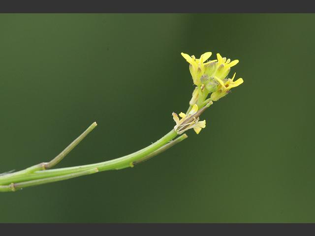 Sisymbrium officinale Hedge Mustard Brassicaceae Images