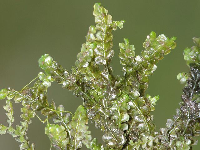 Chiloscyphus polyanthos St Winifrids Moss Liverwort Images