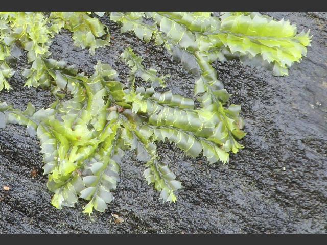 Lophocolea bidentata Bifid Crestwort Liverwort Images