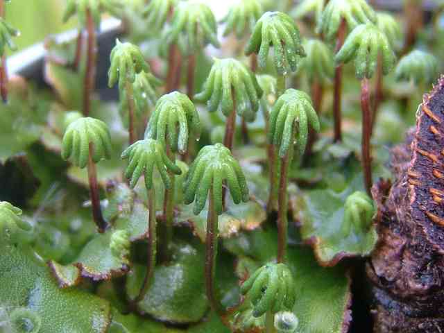 Marchantia polymorpha Common Liverwort Images