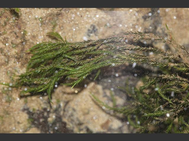 Fontinalis squamosa Alpine Water Moss Images