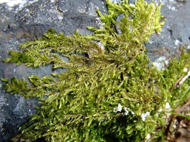 Hypnum cupressiforme Cypress leaved Plait or Hypnum Moss Images