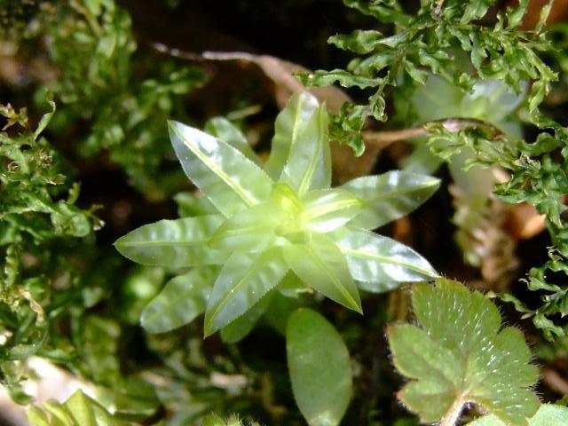 Plagiomnium undulatum Harts tongue Thyme moss Images