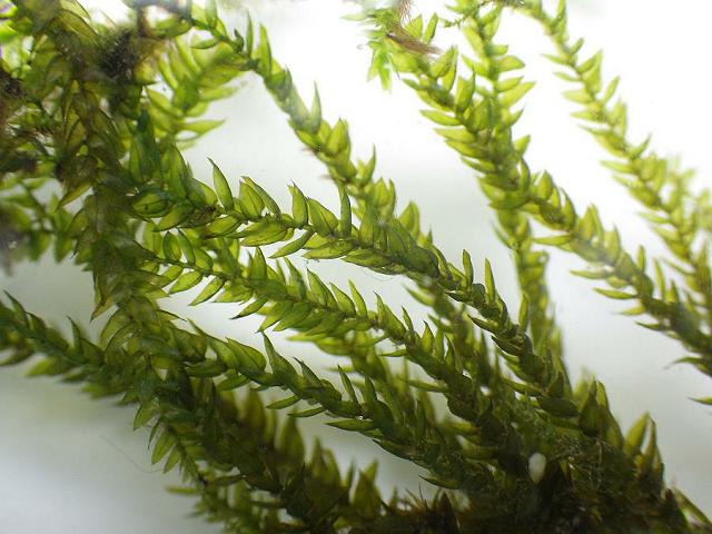 Platyhypnidium riparioides Long beaked Water Feather moss Images