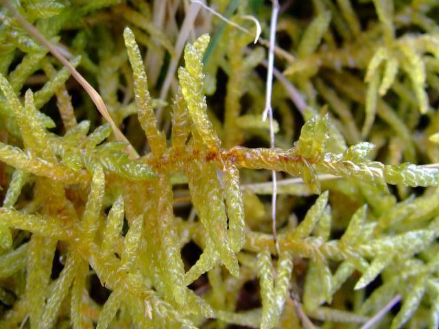 Pleurozium schreiberi Red stemmed Feather moss Images
