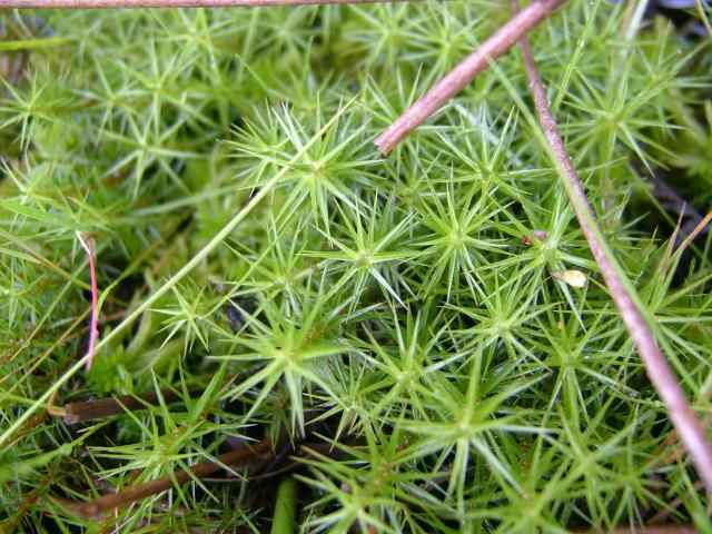 Polytrichum commune Common Haircap Moss Common Hair Moss or Great Goldilocks Moss Images