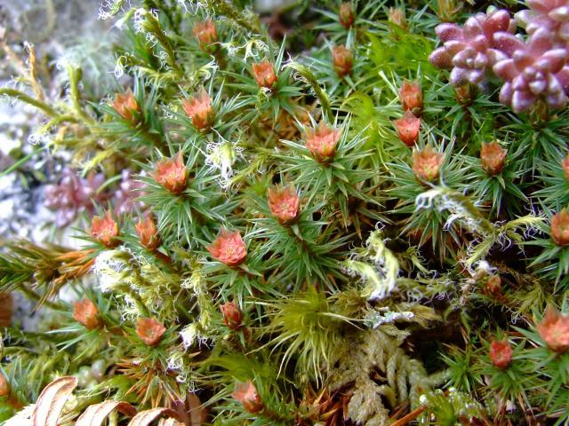 Polytrichum juniperinum Juniper Haircap Moss Images
